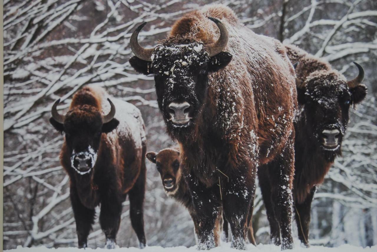 Kamienna Zagroda Białowieża Exteriör bild